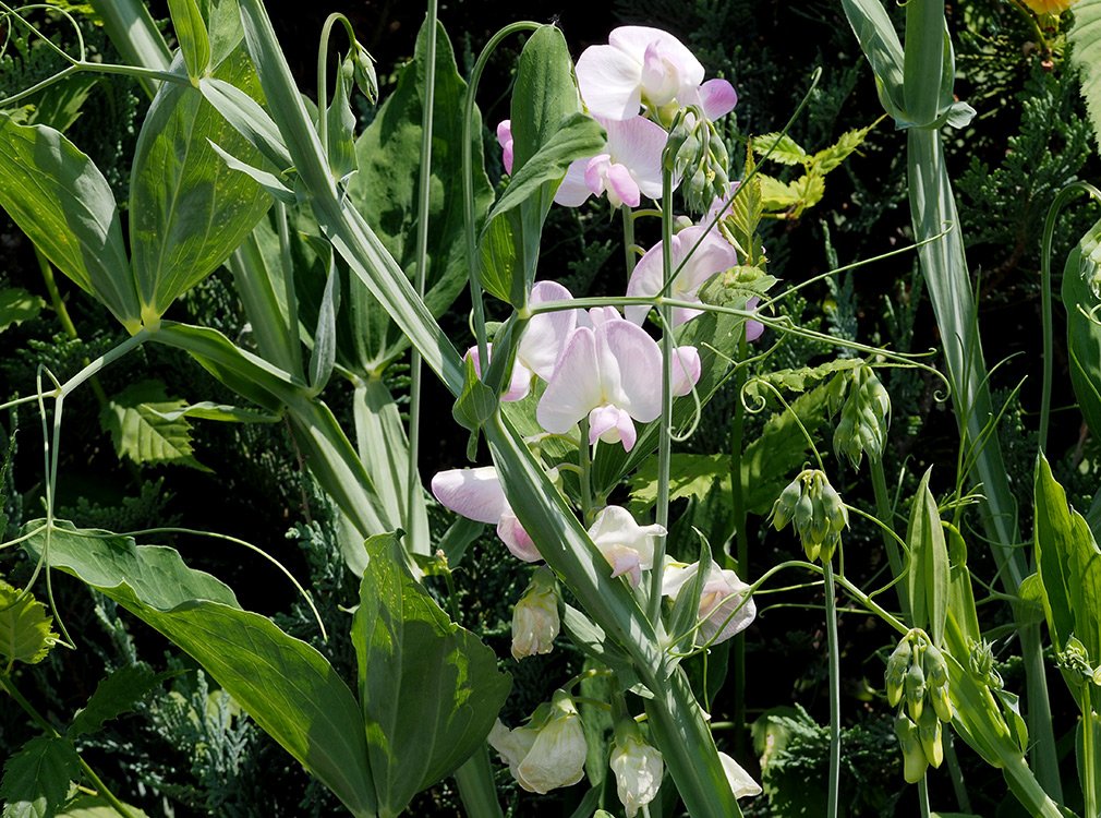 /Hrachor širokolistý se pěstuje i ve formě s bílými květy.