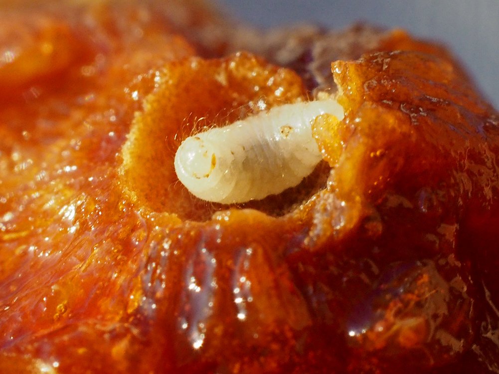 /Žlabatka je chlupatá i ve stadiu larvy.