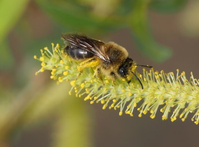Nejkvalitnější nektar a pyl pro výživu včel mají vrby.