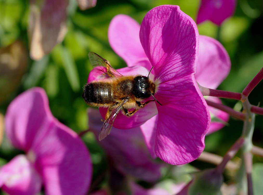 /V květu hrachoru saje samotářská včela zednice skalní.