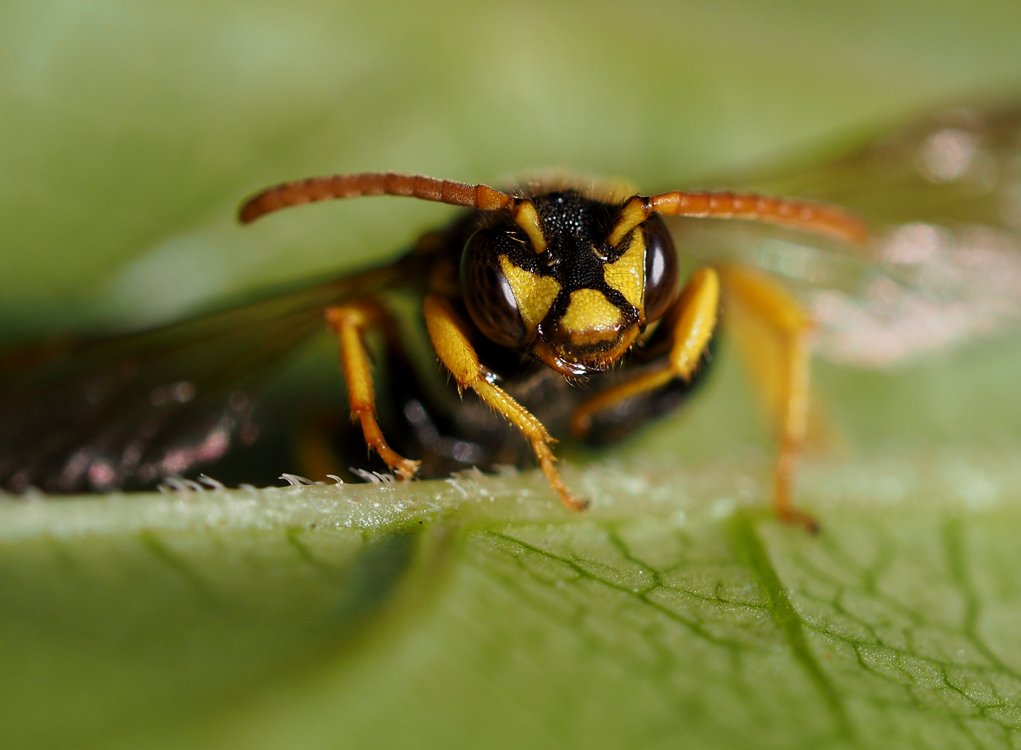 /Nomada succincta, portrét.