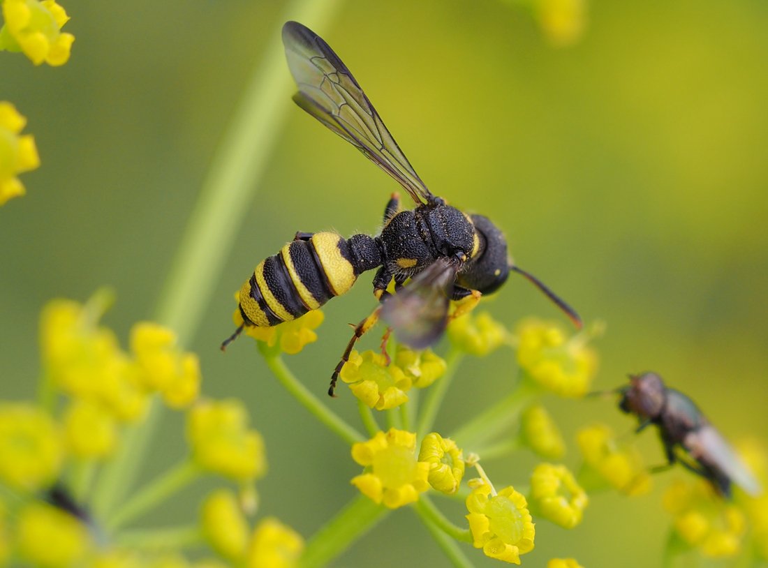 /Cerceris quadricincta, zaostřené křídlo.