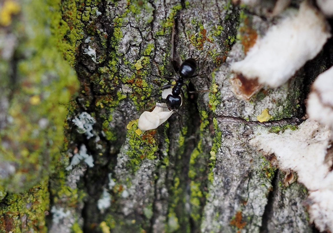 /Lasius fuliginosus vynáší pryč od hnízda zbytek kukly po vylíhnutí mladé samičky.