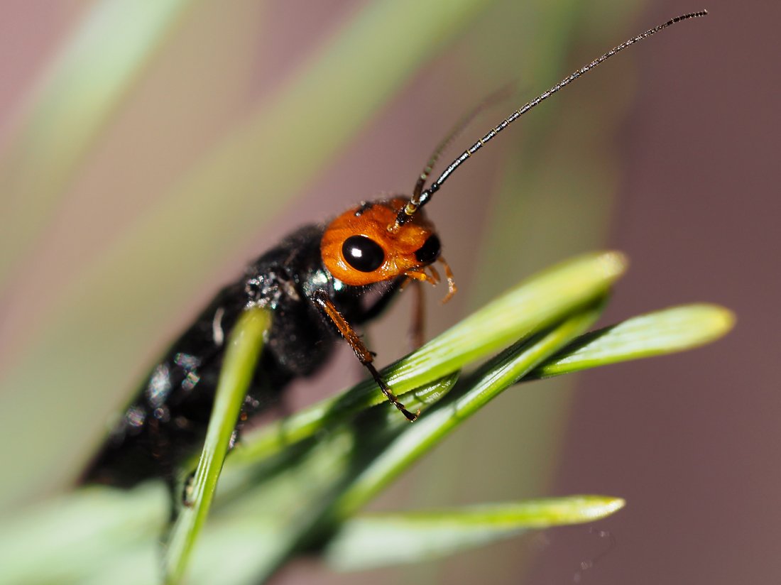 /Acantholyda erythrocephala, hlava.