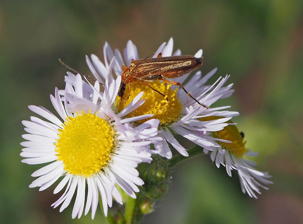 /Brouk Oedemera podagrariae, samička.