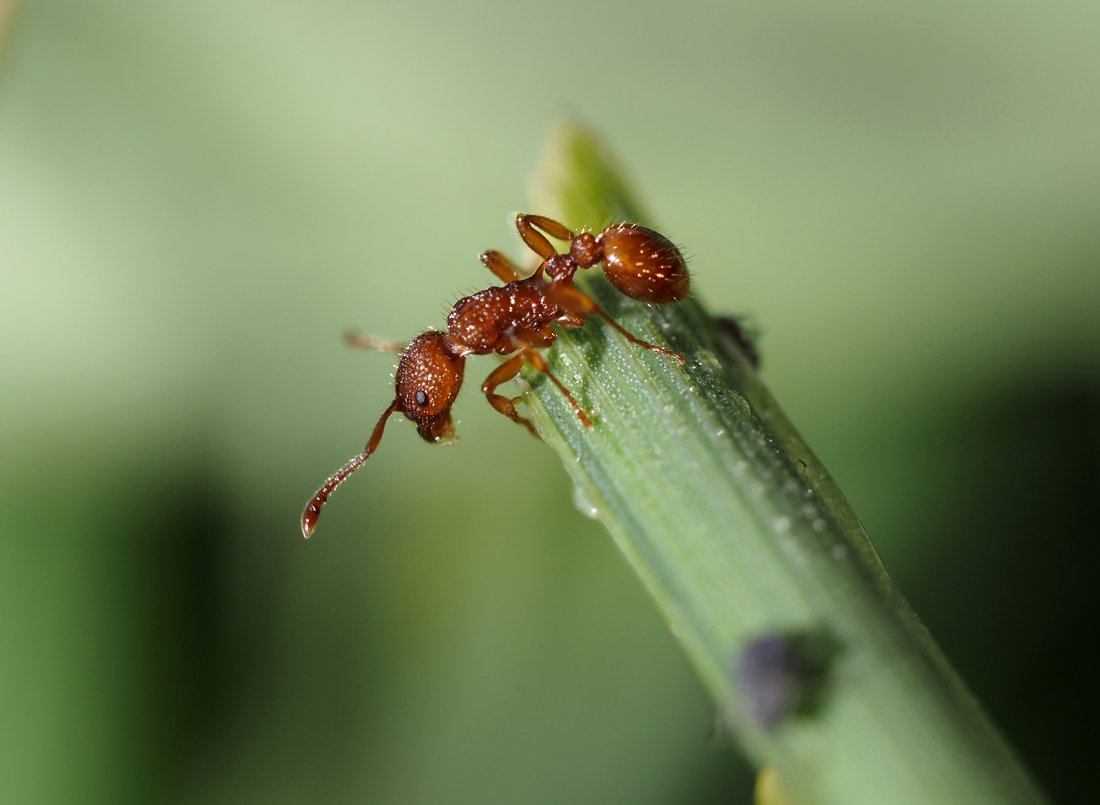 /Dělnice mravence Myrmica. Drobné dělnice jsou světlejší.