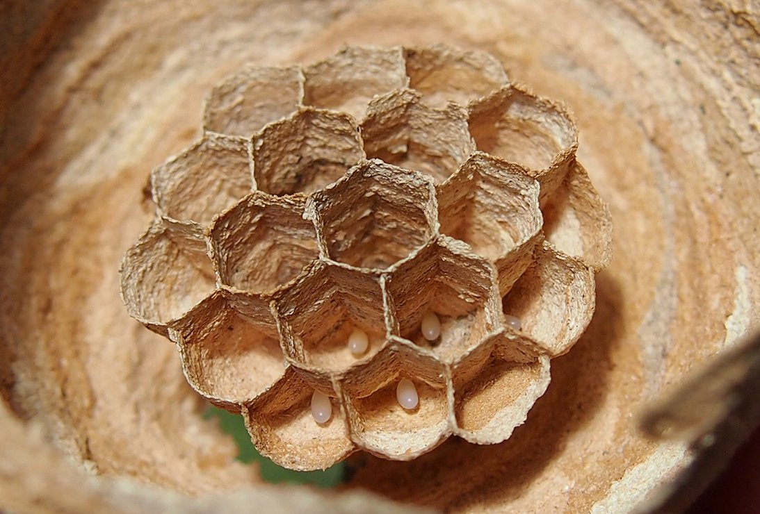 /Sršní vajíčka - detail.
