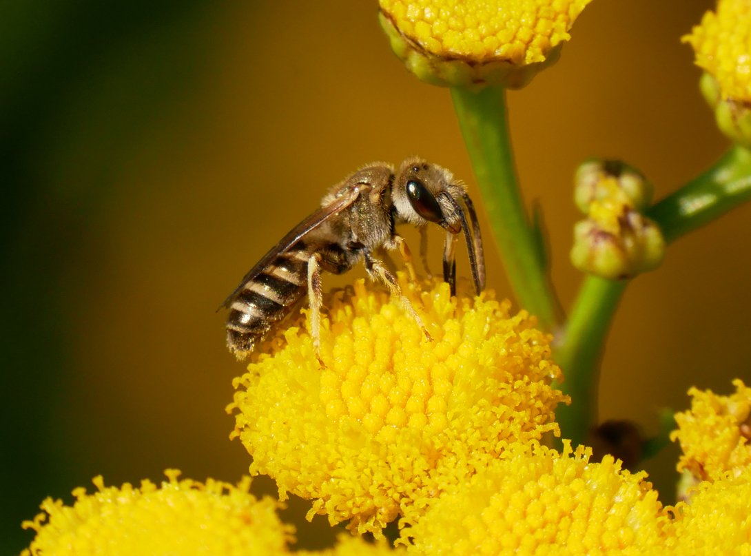 /Halictus subaurus na květech vratiče. /Halictus subaurus na květech vratiče.