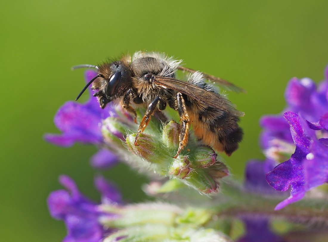 /Osmia bicornis, stará samička.