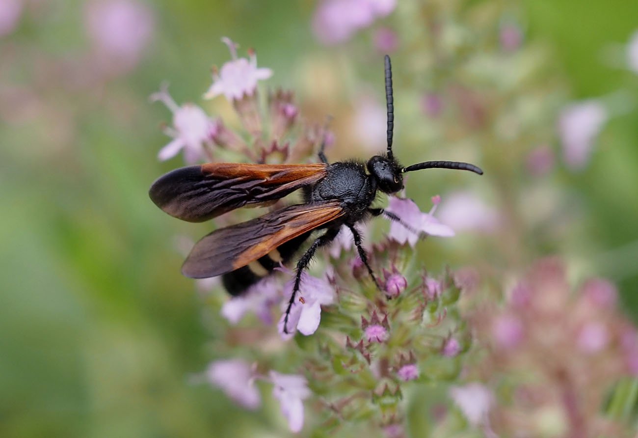 /Scolia sexmaculata, sameček na mateřídoušce. Má tmavá křídla.