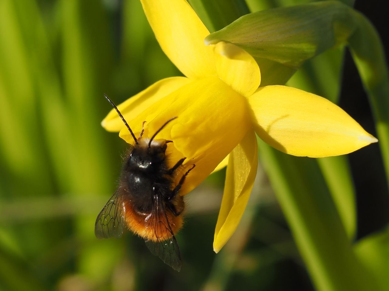 /Zednice rohatá, sameček na květu narcisu.