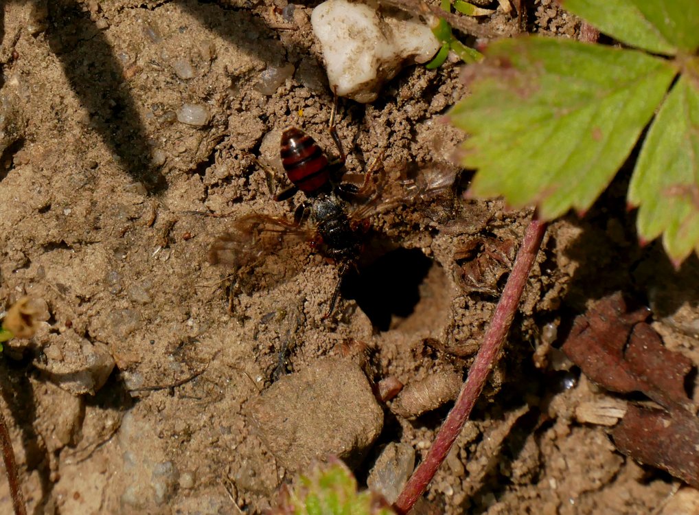 /Nomada fuscicornis u hnízdečka hostitele.