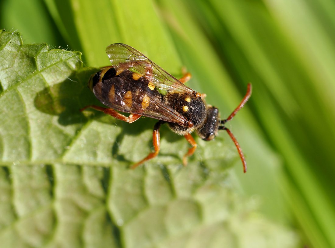 /Nomada sexfasciata, vzor zadečku pod křídly.