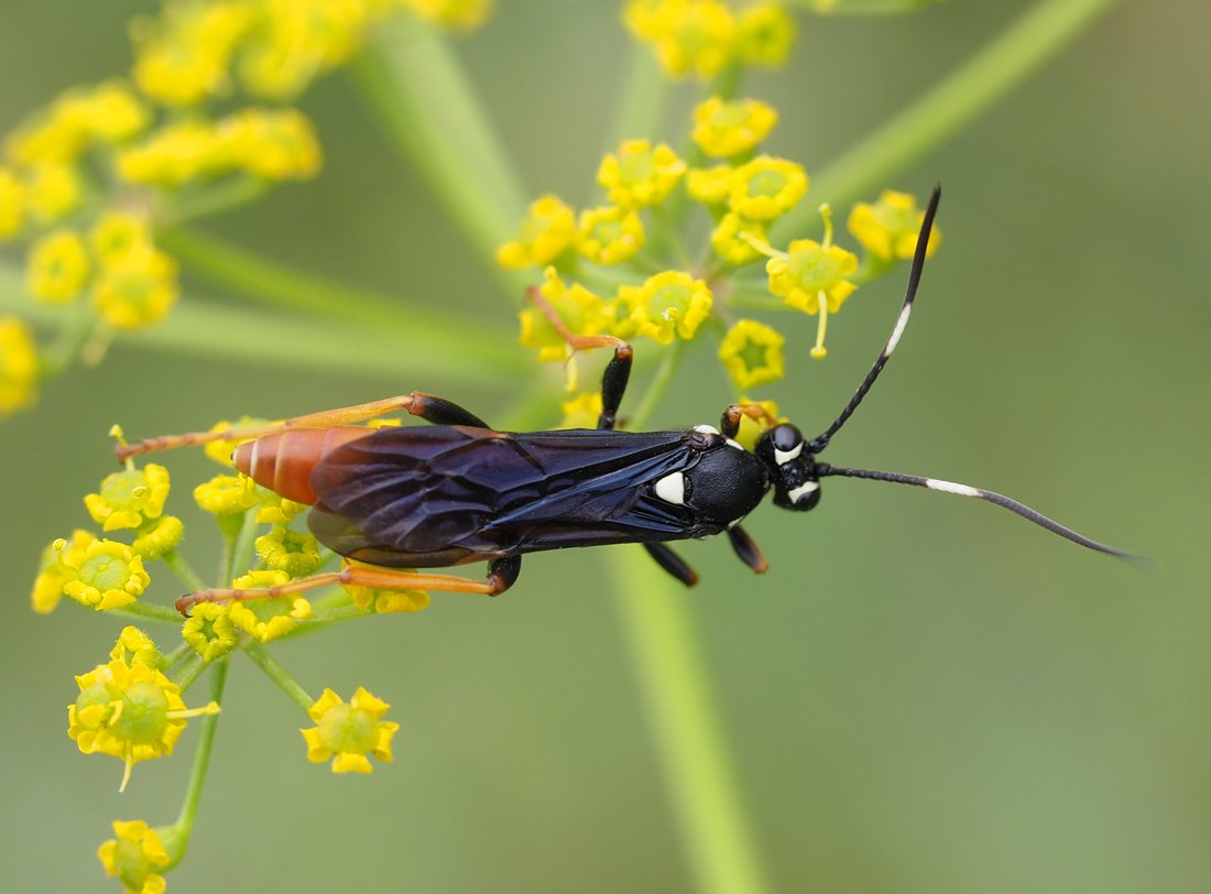 /Amblyjoppa fuscipennis na květech pastináku.
