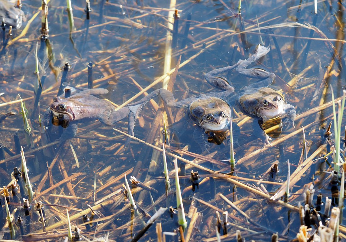/Skokani hnědí. Samečkové mají v době rozmnožování bílá hrdla.