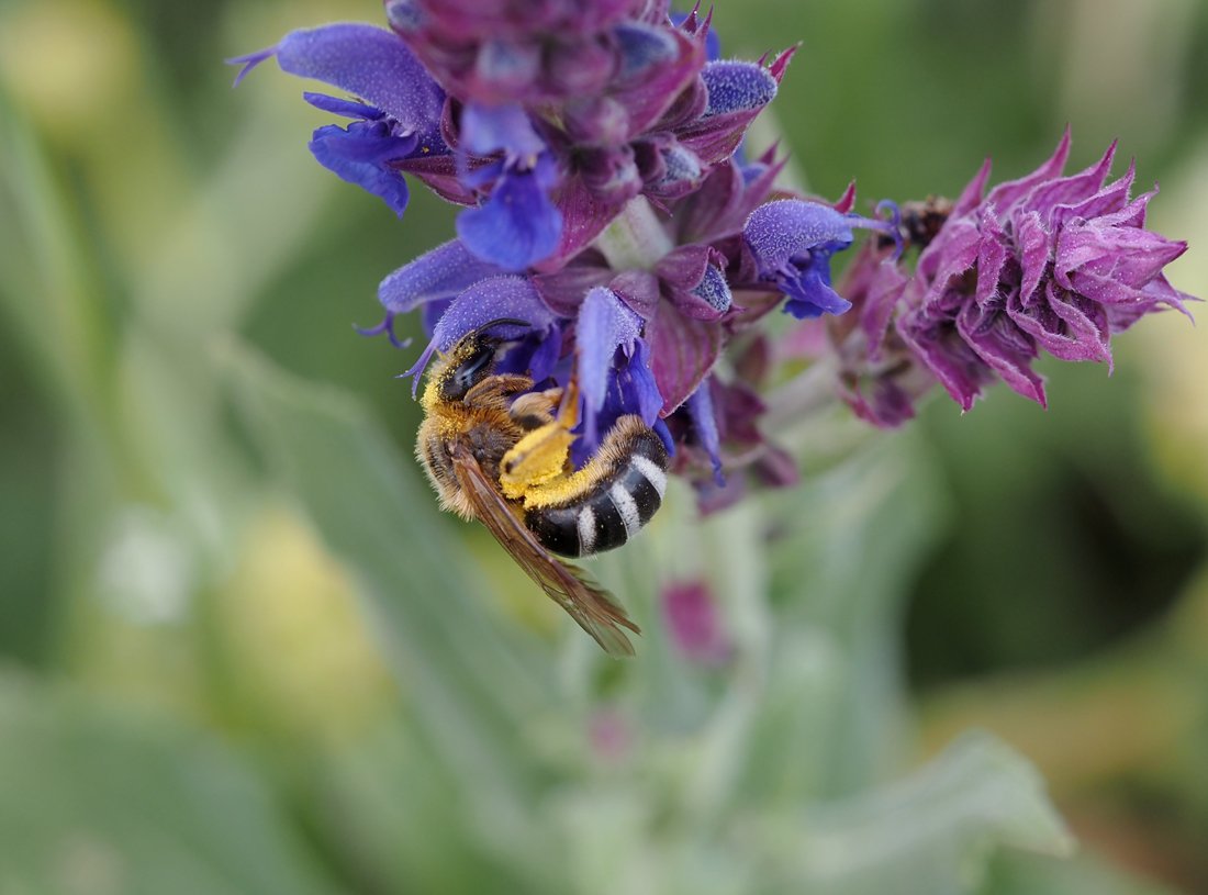 /Lasioglossum xanthopus na šalvěji hajní.