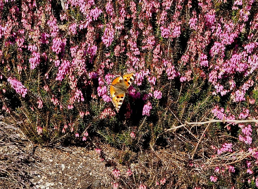 /Vřesovec s babočkou.