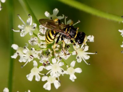 Kutík Ectemnius lituratus