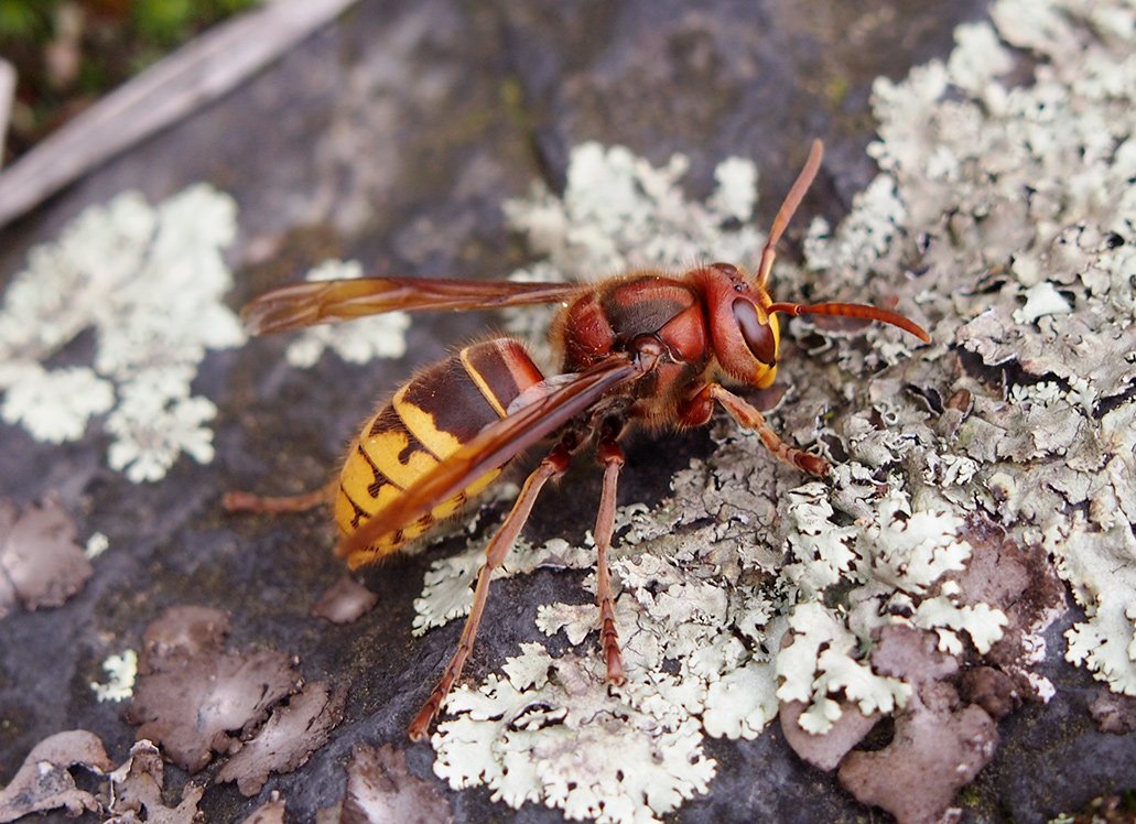 /Sršní dělnice se chce zahřát na skále.