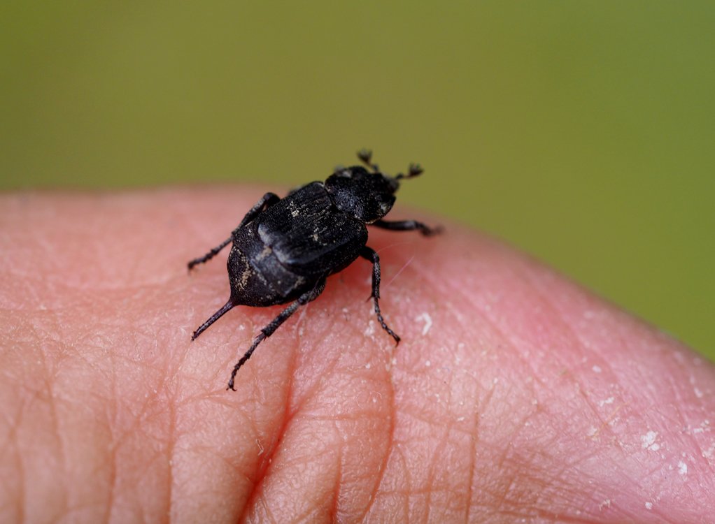 /Valgus hemipterus, samička na ruce.