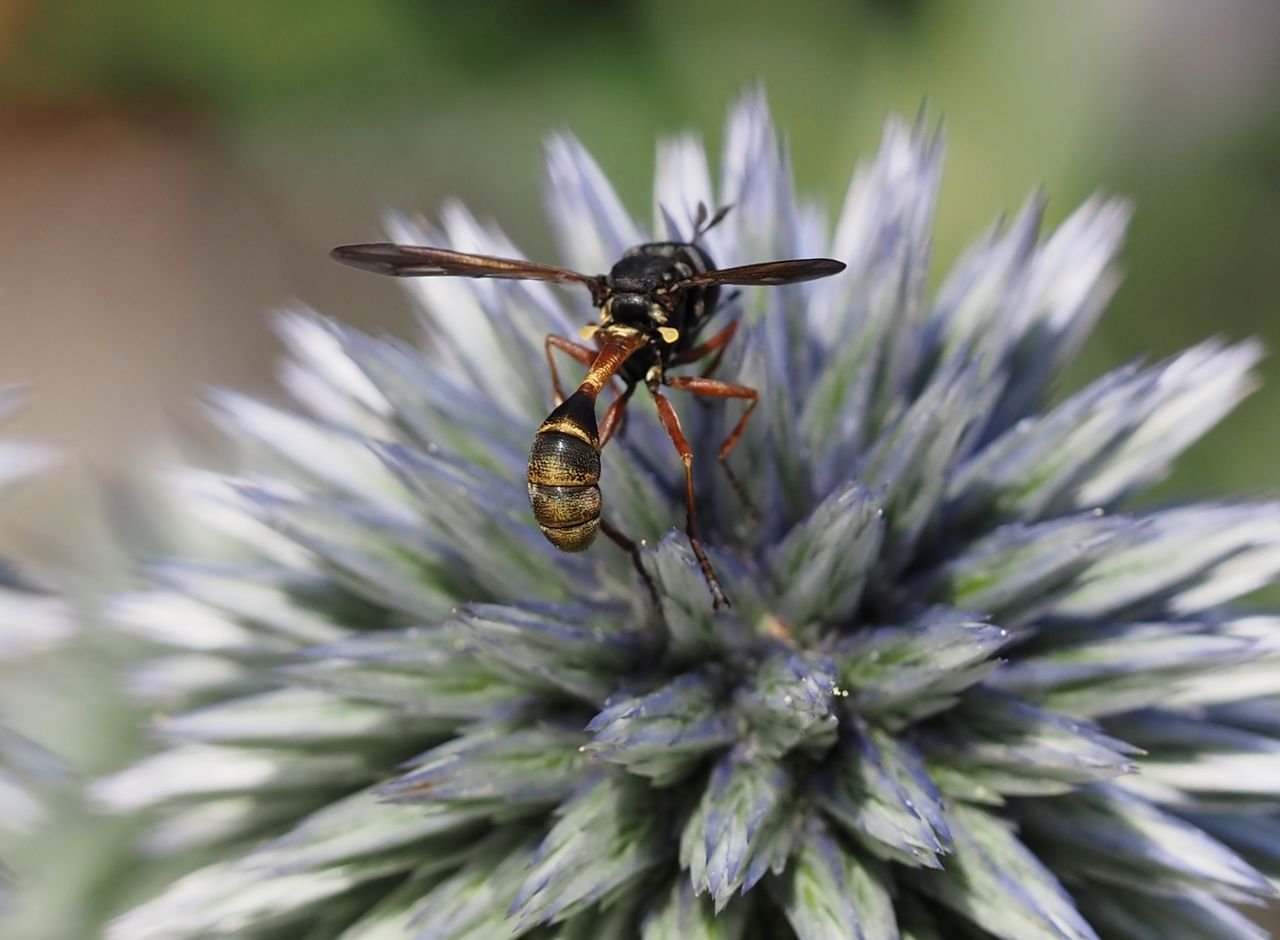 /Očnatka rodu Physocephala na bělotrnu.