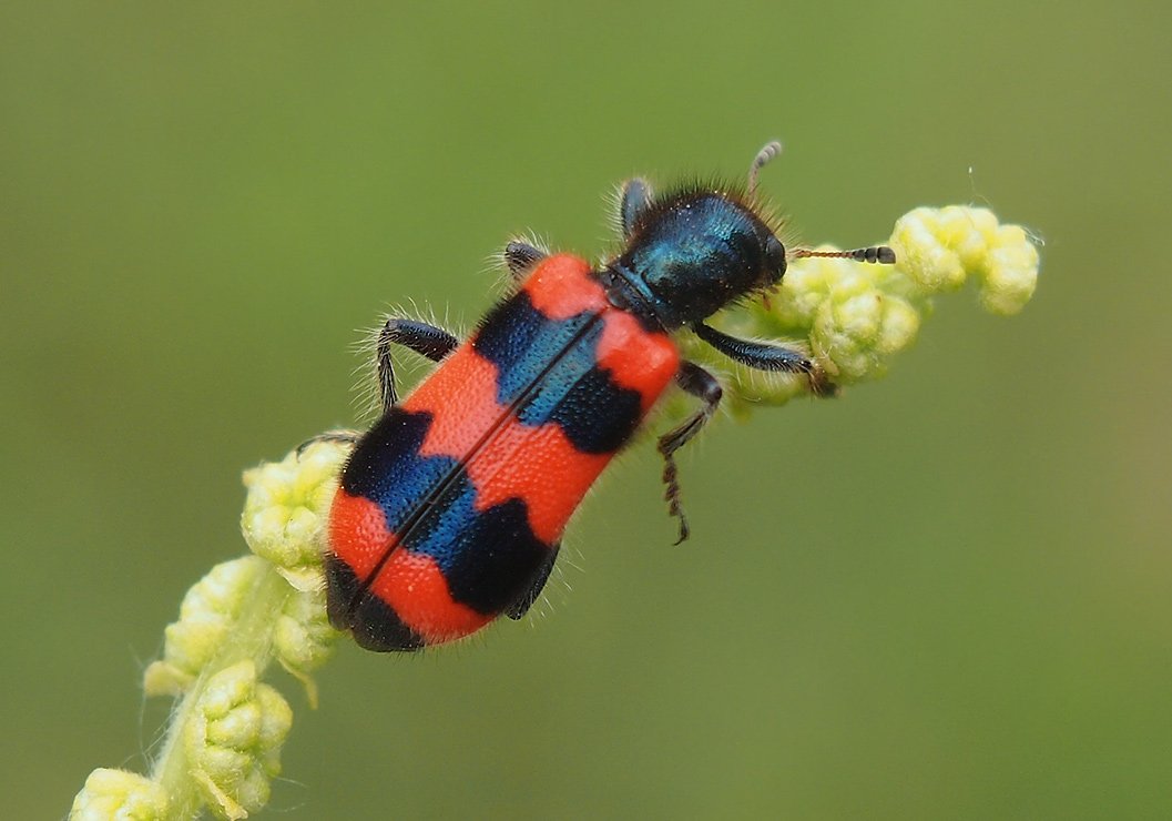 /Pestrokrovečník včelový, fotografie shora.