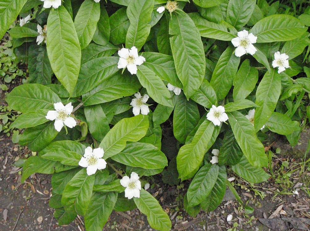 /Mišpule, květy v Botanické zahradě na Albertově.