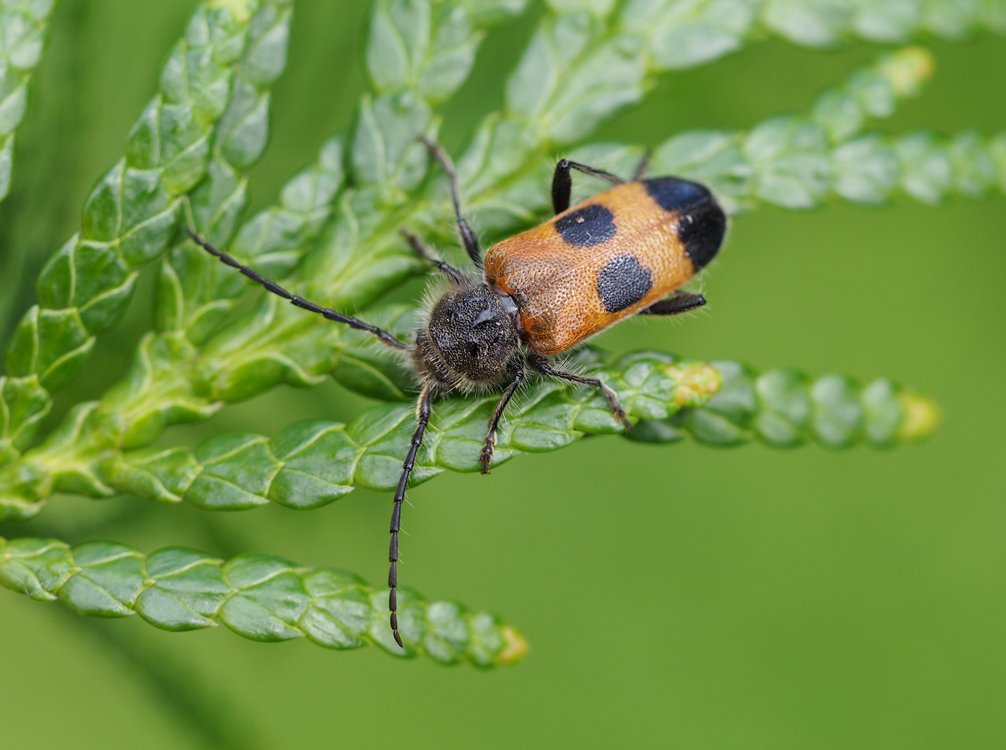 /Semanotus russicus, foto shora.