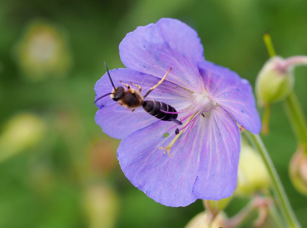 /Halictus rubicundus, sameček na květu kakostu. /Halictus rubicundus, sameček na květu kakostu.