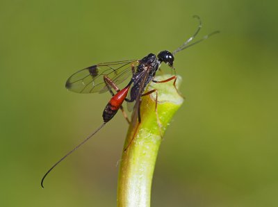 Pristaulacus compressus