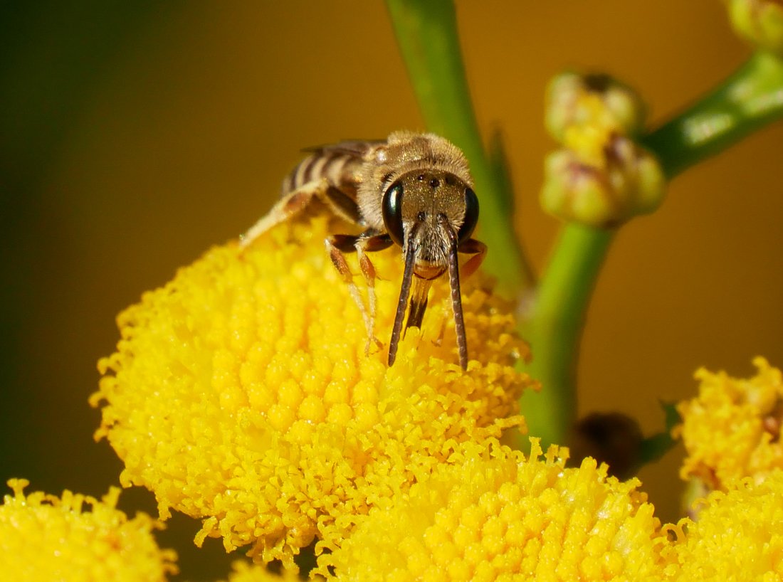 /Halictus subaurus, hlava a sosák. /Halictus subaurus, hlava a sosák.