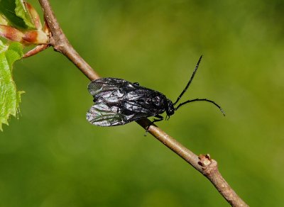 Phymatocera aterrima  -  piluška kokoříková