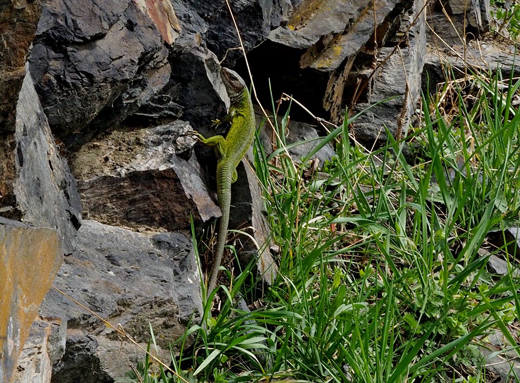 /Sameček ještěrky zelené na kamenech. /Sameček ještěrky zelené na kamenech.