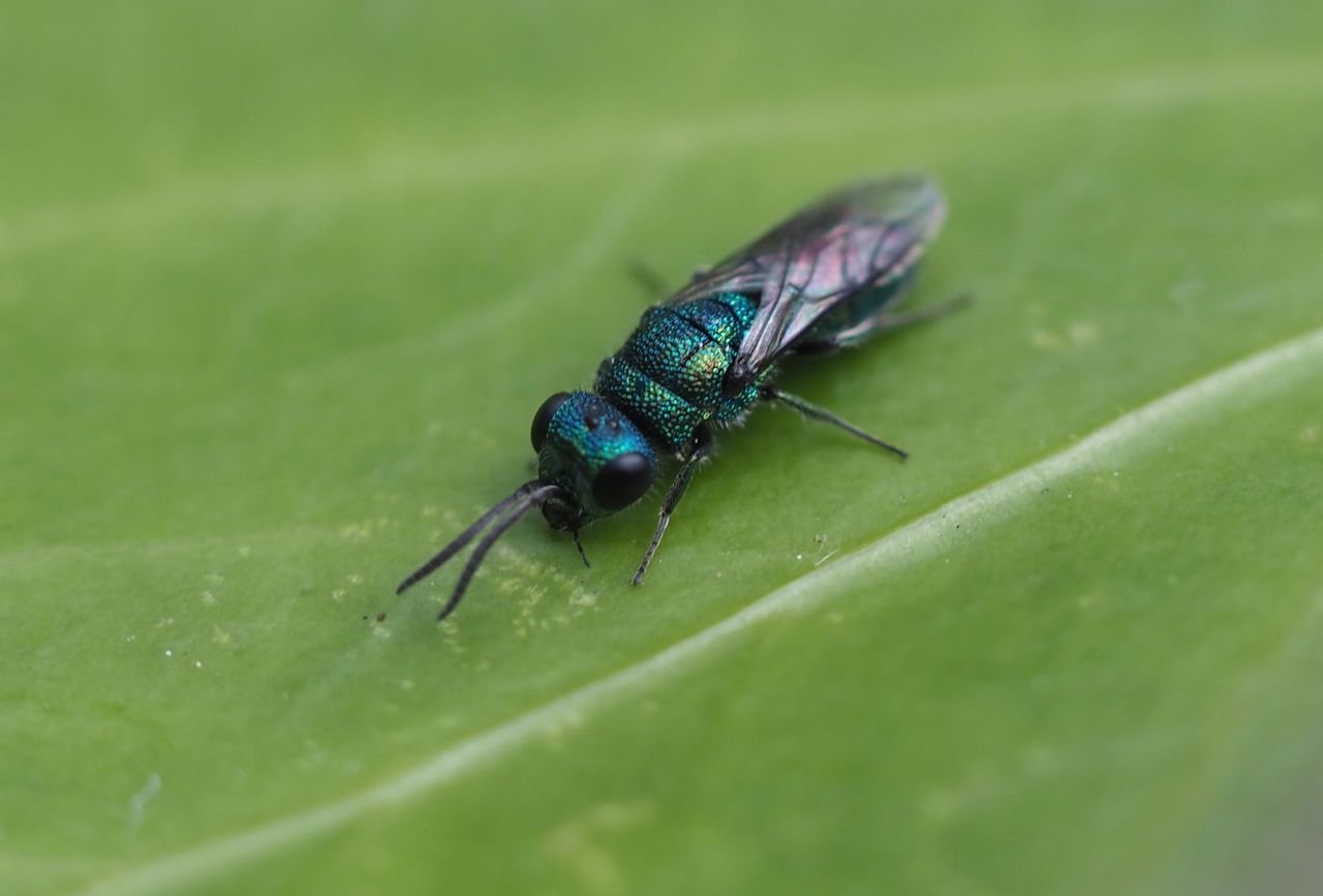 /Zlatěnka modrá, Praha Dejvice.