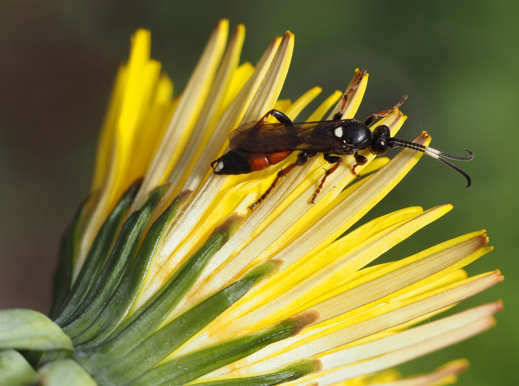 /Lumek s červenými předními tergity.