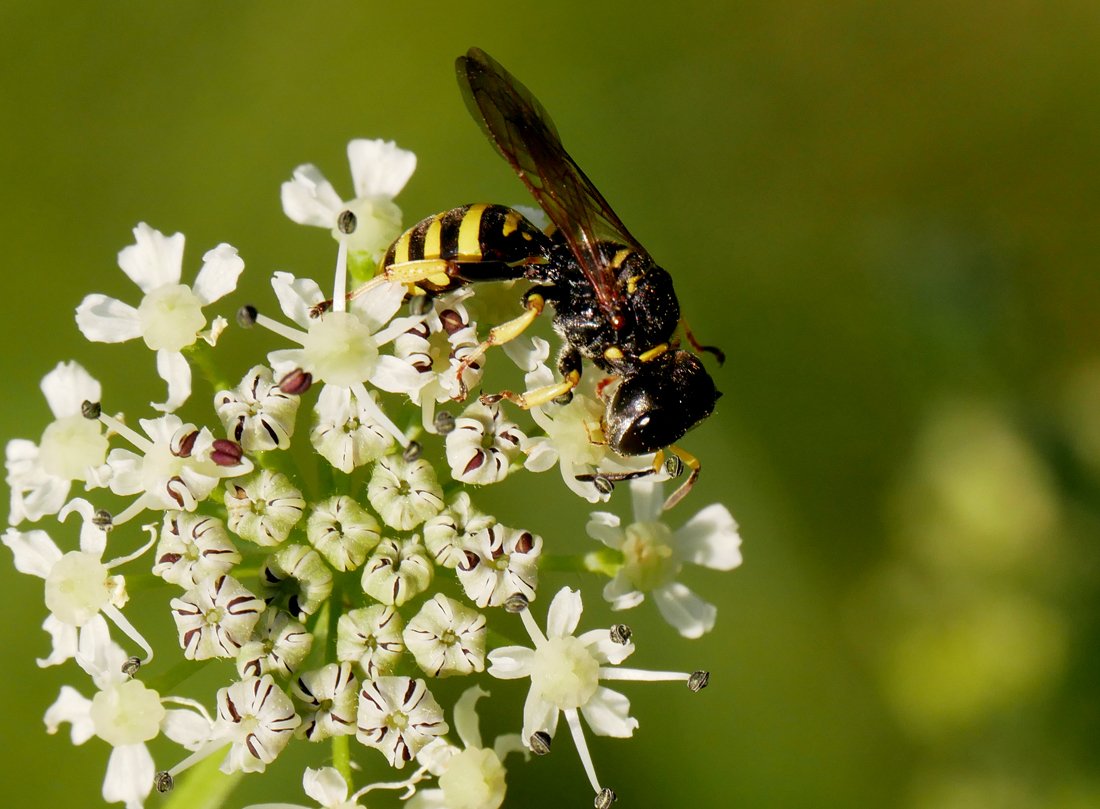 /Ectemnius lituratus, připojení zadečku.