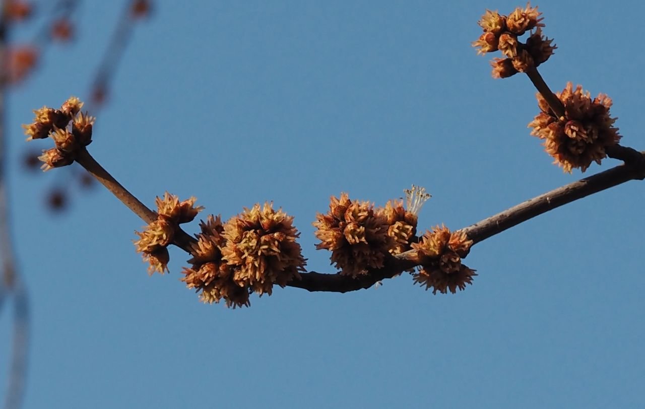 /Javor stříbrný, ojedinělý samčí květ mezi samičími kvítky.