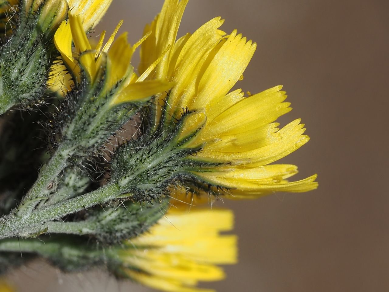 /Chlupáček Bauhinův, květní kalichy.