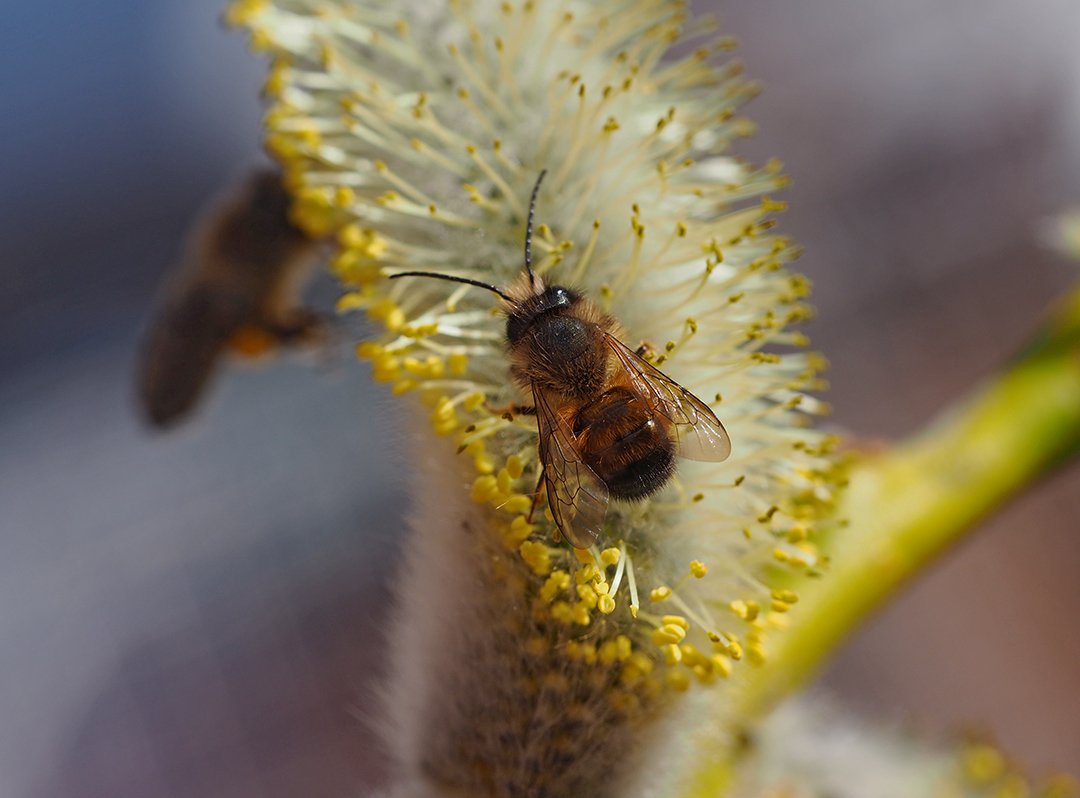 /Osmia bicornis, březen 2021.