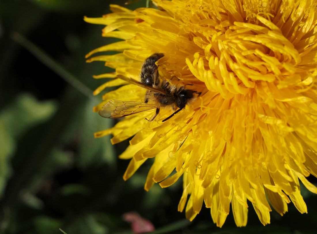 /Pískorypka Andrena gravida, starší sameček v květu pampelišky.