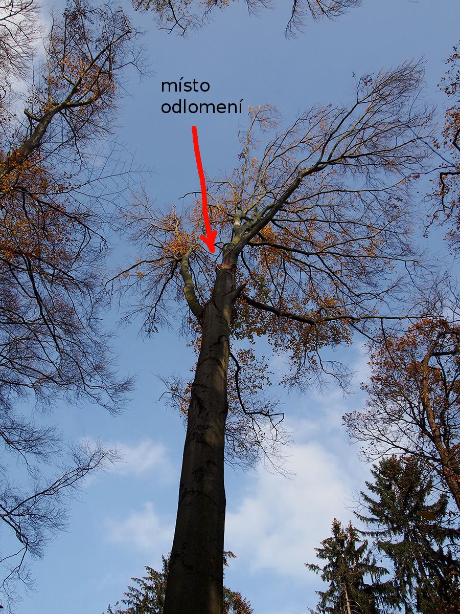 /Vysoký buk, ze kterého se odlomila obrovská větev. /Vysoký buk, ze kterého se odlomila obrovská větev.