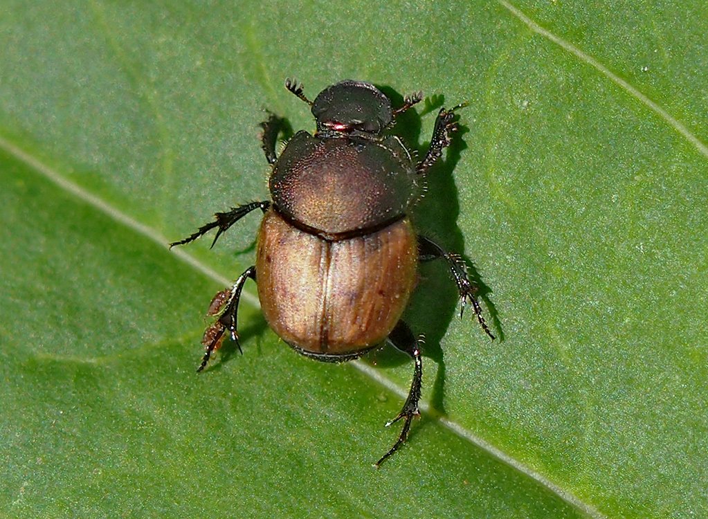 /Brouk rodu Onthophagus.