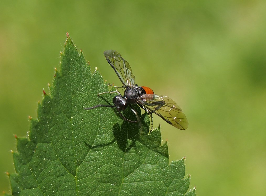 /Pilatka Macrophya, sameček.