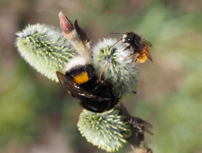 Kdo má rád přírodu, tomu teď kvete na zahrádce vrba jíva.