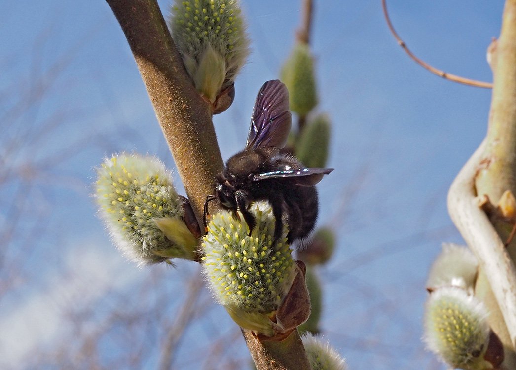 /Drvodělka, sameček, se živí květním nektarem ve vrbové jehnědě.