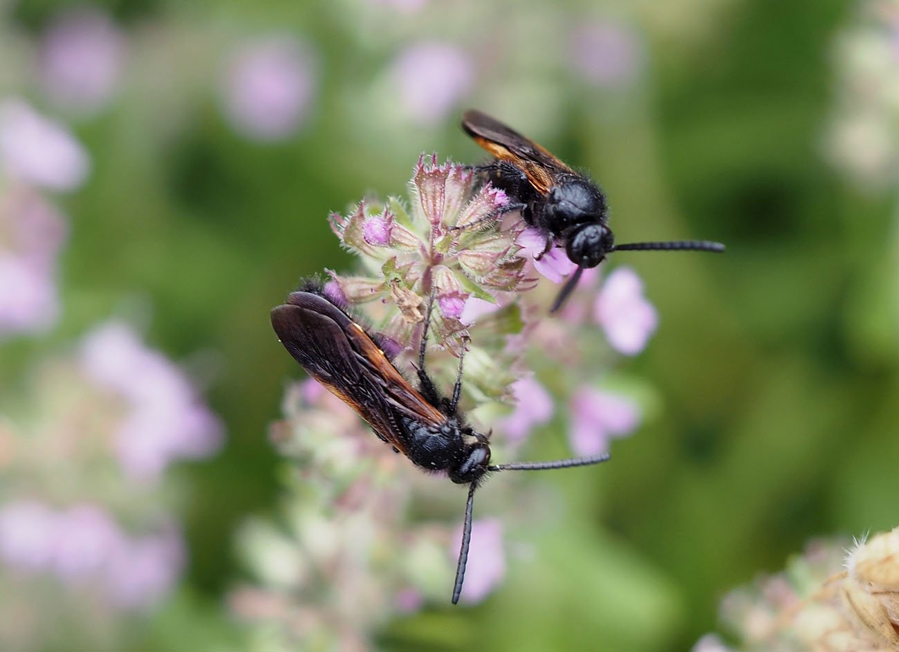 /Scolia sexmaculata, na mateřídoušce sedí dvojice samečků.