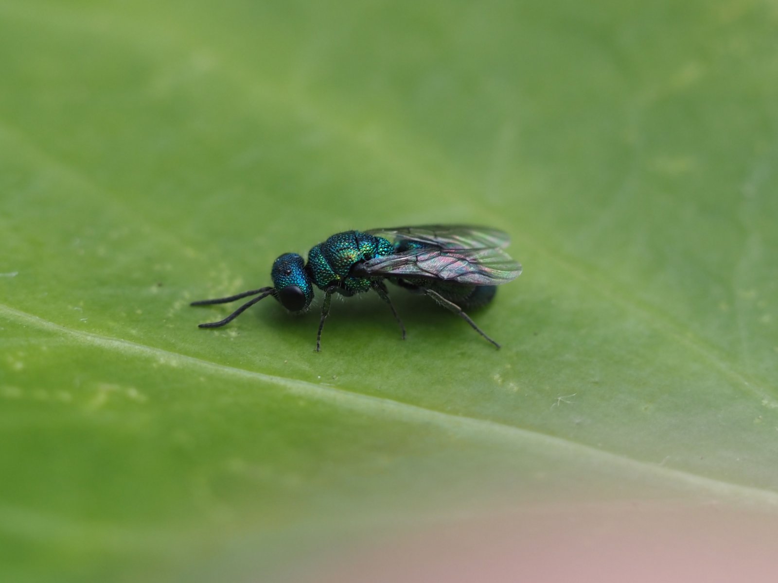 /Zlatěnka modrá - květen 2025.