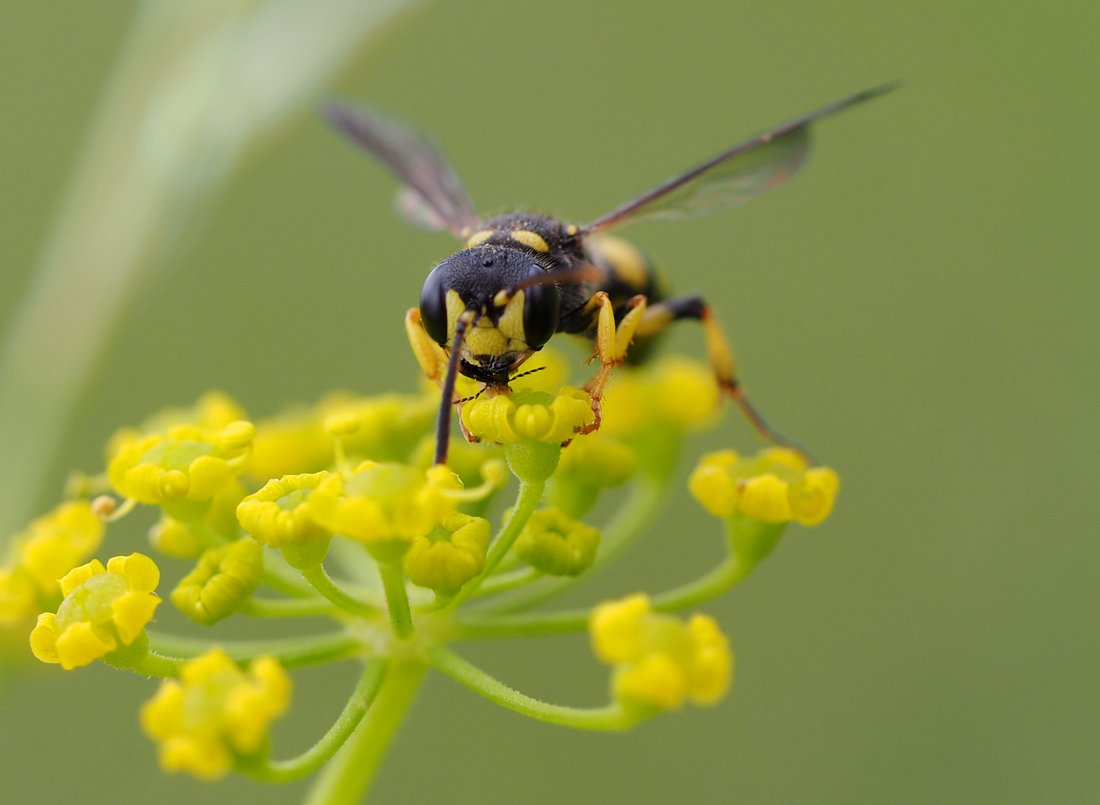 /Cerceris quadricincta, portrét.