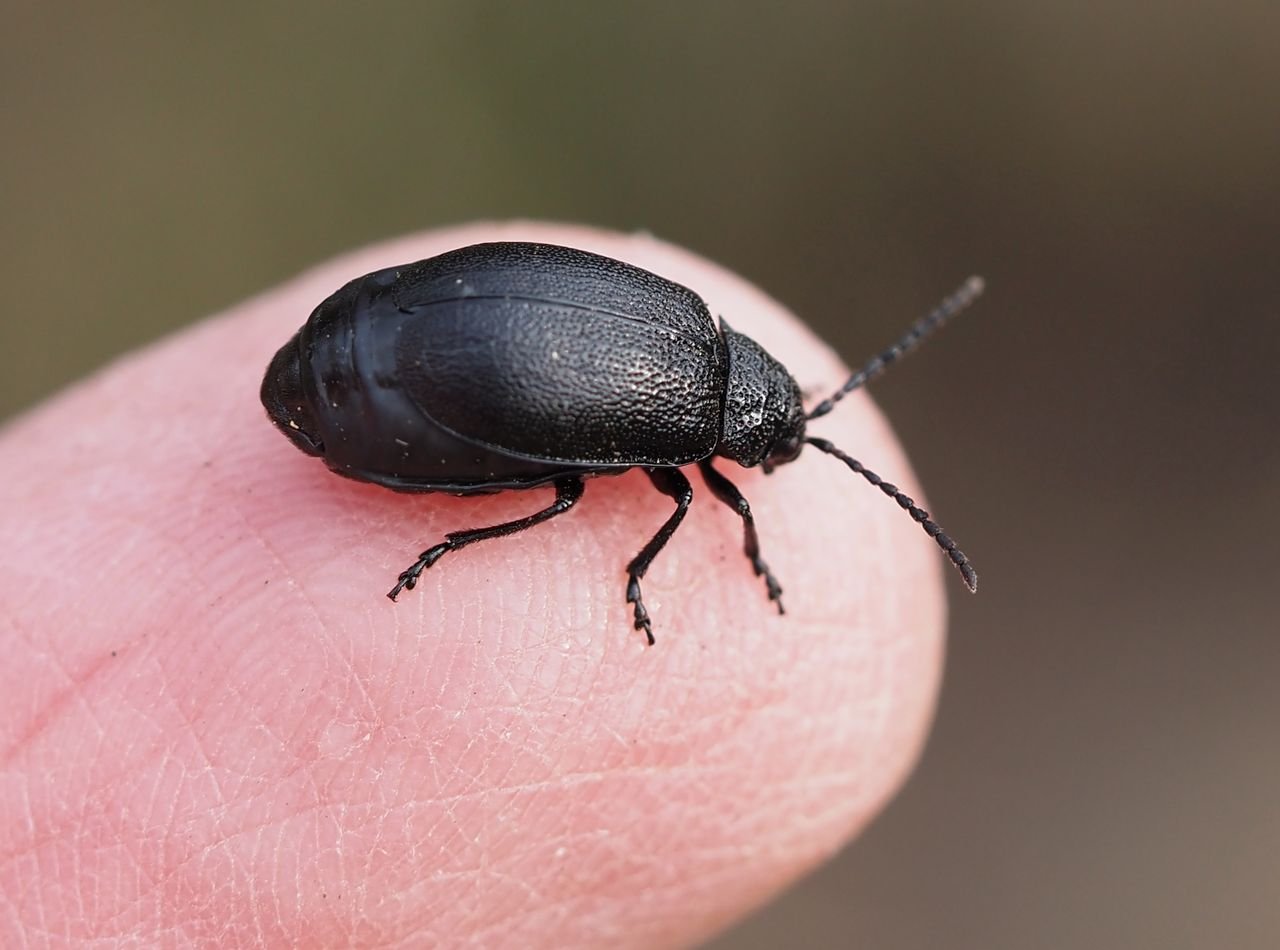/Bázlivec vratičový, brouk na prstu. Mohutný zadeček samičky je vidět při pohledu z boku.