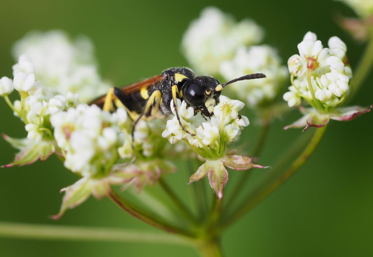 /Pilatka bazalková, sameček na krabilici zápašné, zobrazená hlava s velkýma očima.